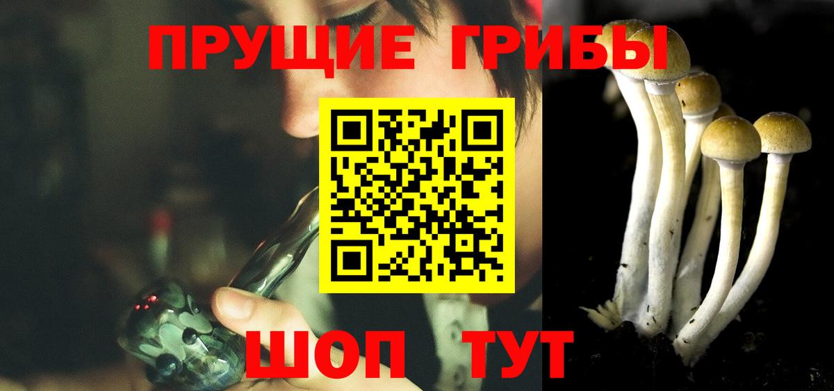 купить   Ижевск  Галлюциногенные грибы Psilocybe 